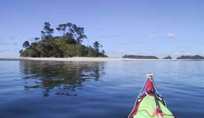 Kawau birds